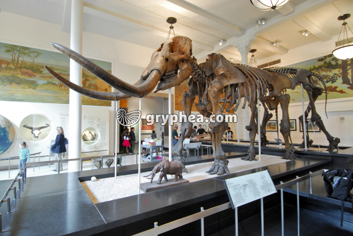 Galerie du Museum d'Histoire Naturelle de New York (Squelette de Mammut sp.) - gryphea.com